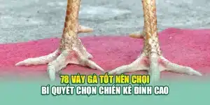 78 Vảy Gà Tốt Nên Chọi – Bí Quyết Chọn Chiến Kê Đỉnh Cao