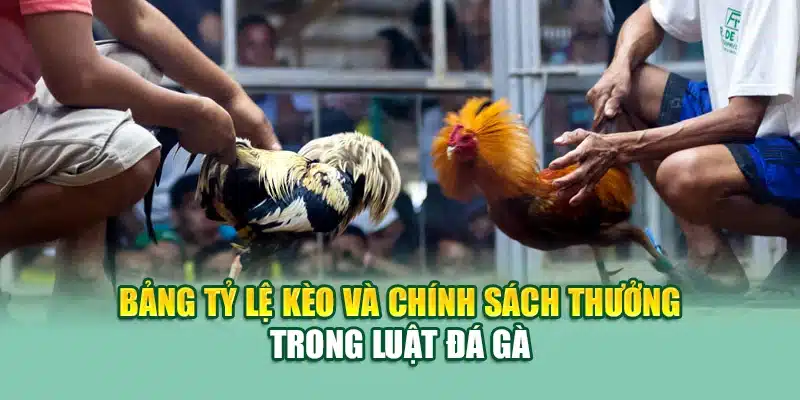 Luật Đá Gà Chi Tiết Và Chính Xác Nhất Tại Nhà Cái 79King 3 Bảng tỷ lệ kèo và chính sách thưởng trong luật đá gà