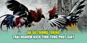 Đá Gà Thomo 79King – Trải Nghiệm Kịch Tính Từng Phút Giây
