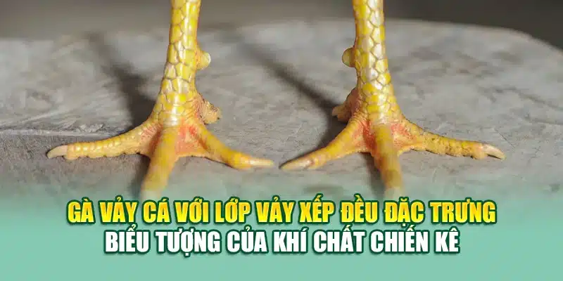 Gà Vảy Cá – Bí Quyết Chọn Chiến Kê Độc Lạ Tại 79King 1 Gà vảy cá với lớp vảy xếp đều đặc trưng – biểu tượng của khí chất chiến kê