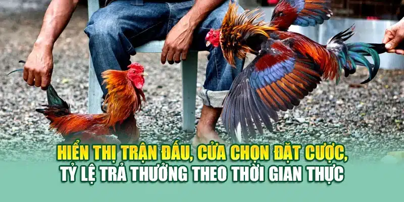 AOG Đá Gà Tại 79King – Chọi Kê Đỉnh Cao Cho Hội Viên 1 Hiển thị trận đấu, cửa chọn đặt cược, tỷ lệ trả thưởng theo thời gian thực