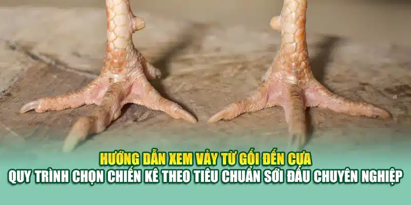 78 Vảy Gà Tốt Nên Chọi – Bí Quyết Chọn Chiến Kê Đỉnh Cao 2 Hướng dẫn xem vảy từ gối đến cựa – quy trình chọn chiến kê theo tiêu chuẩn sới đấu chuyên nghiệp