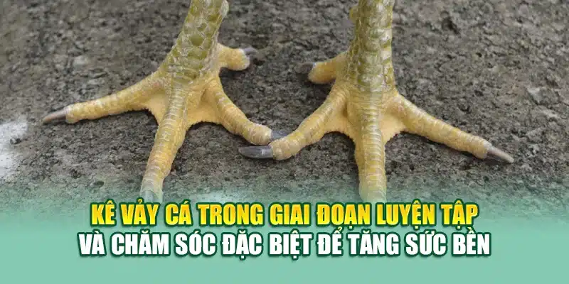 Gà Vảy Cá – Bí Quyết Chọn Chiến Kê Độc Lạ Tại 79King 2 Kê vảy cá trong giai đoạn luyện tập và chăm sóc đặc biệt để tăng sức bền