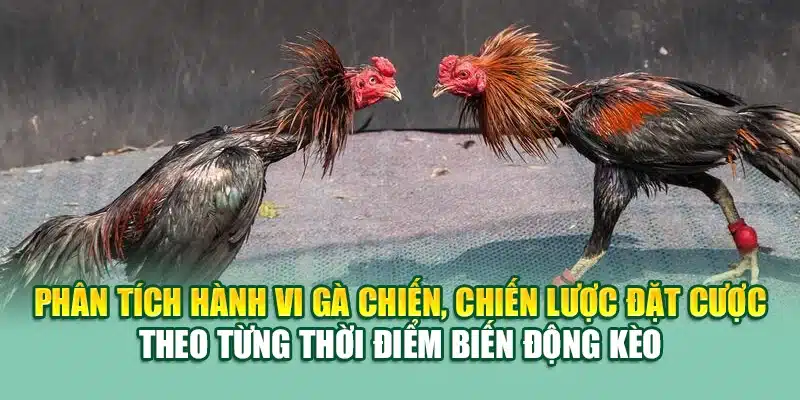 AOG Đá Gà Tại 79King – Chọi Kê Đỉnh Cao Cho Hội Viên 3 Phân tích hành vi gà chiến, chiến lược đặt cược theo từng thời điểm biến động kèo