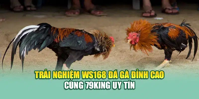 Trải Nghiệm WS168 Đá Gà Đỉnh Cao Cùng 79King Uy Tín 1 Trực tiếp trận đá gà Thomo qua sảnh WS168 tại 79King